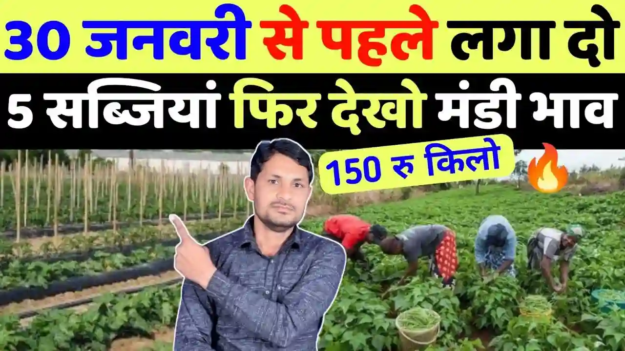 खेती-किसानी: 30 जनवरी तक लगा दें ये 5 सब्जियां