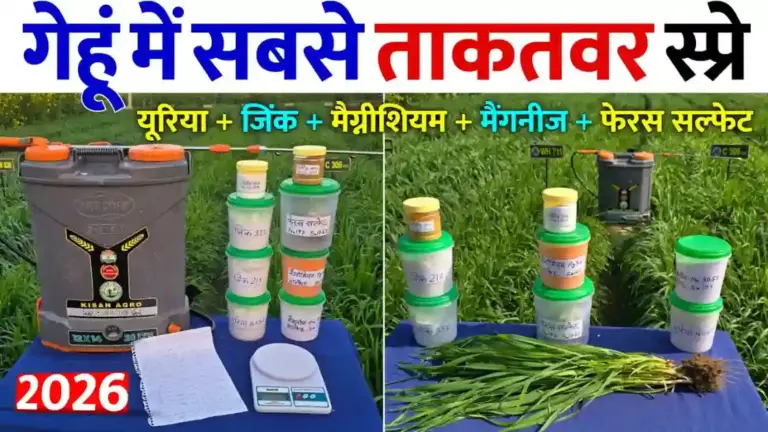 गेहूं की फसल के लिए रामबाण स्प्रे: 5 खाद का यह ताकतवर फॉर्मूला दूर करेगा पीलापन और बढ़ाएगा पैदावार